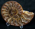 Beautiful Inch Cut and Polished Ammonite Pair #6187-2